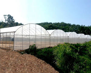 Grande construction matérielle de dôme de serre de fraise de PE de couche unique pour l'agriculture de serre de l'Afrique - Product Image 6
