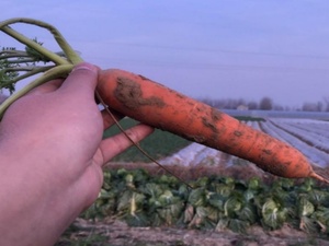 Xuất Xứ Trung Quốc Bán Buôn Số Lượng Lớn Chất Lượng Cao IQF Tươi Đông Lạnh Hỗn Hợp Rau Đậu Hà Lan Cà Rốt Ngô Ngọt Cây Trồng Mới - Product Image 2