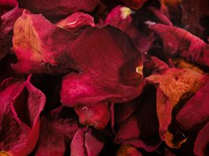Dried Rose Petals Natural Red Floral Herb for <b>Tea</b> <b>Infusion</b> Decoration Bulk Wholesale - Product Image 3