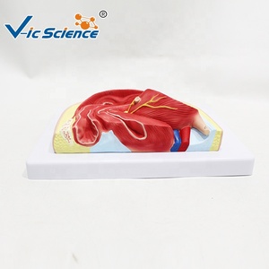 Modèle anatomique de la <span class=keywords><strong>cavité</strong></span> pelvienne féminine en vue sagittale, modèle pédagogique de section sagittale du bassin en gynécologie - Product Image 5