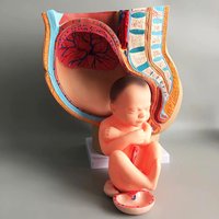 Modèle de fœtus à terme et modèle d'embryon utérin Grossesse féminine Pelvis Outil d'enseignement de l'anatomie intelligente pour les sciences médicales