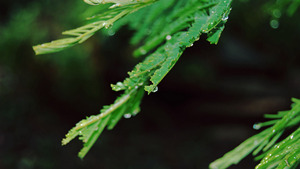 Figurines d'animaux <span class=keywords><strong>ELOR</strong></span> en or et argent, divers designs, en résine, trophée artificiel personnalisé, décoration de collection pour jeunes - Product Image 6