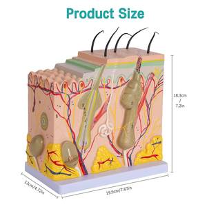 Menselijke Huid Anatomie Model Diagram Model Menselijke Anatomie Skin Model Structuur 50X Vergroting Met Haar - Product Image 5