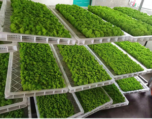 Wholesale Last 5 Years Green Wall Real Natural Stabilized Preserved Decorative <strong>Moss</strong> <strong>Bun</strong> Pillow Cushion Pole <strong>Moss</strong> - Product Image 2