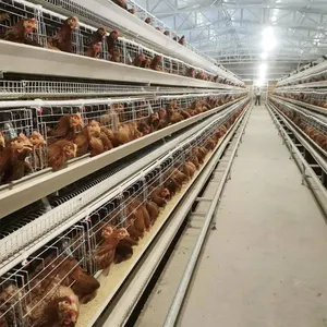 TBB Poultry Farm Equipment A Type Layer Egg Laying Chicken Cage System With Automatic Feeding System