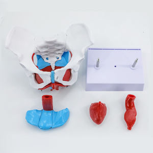 Insan anatomik tıbbi bilim kadın pelvik modeli kadın Genital Organ modeli ile zemin kas - Product Image 5