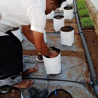 Nouvel Arrivage : Fléche d'irrigation goutte-à-goutte en plastique à 4 voies pour système d'irrigation goutte-à-goutte de serre et de jardin – Arrosage uniforme et stimulation de la croissance des plantes