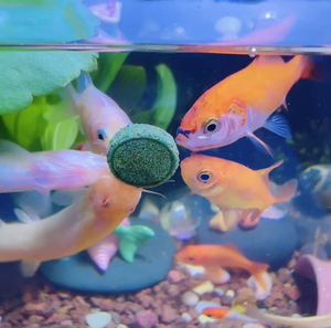 JULYHEALTH Alimento para Peces en Tabletas, Espirulina, Algas, Píldoras para Acuario, <span class=keywords><strong>Comida</strong></span> para Peces Tropicales, Wafers para Bagre, Forraje para Peces - Product Image 4