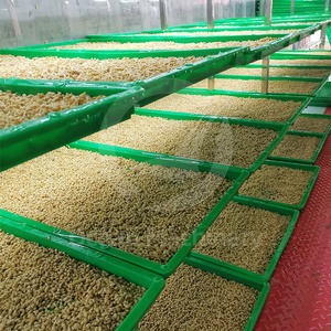 Machine industrielle <span class=keywords><strong>de</strong></span> germination automatique des graines OCEAN pour pois, orge et haricots - Product Image 4
