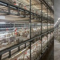 Cage à poules pondeuses galvanisée à chaud, entièrement automatique, de type H, pour l'élevage de poulets pondeurs en ferme avicole