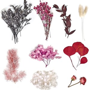 Lot de plantes séchées naturelles pressées (fleurs et feuillage) pour loisirs créatifs, fabrication de savons et décoration de boutiques – Vente en gros - Product Image 4