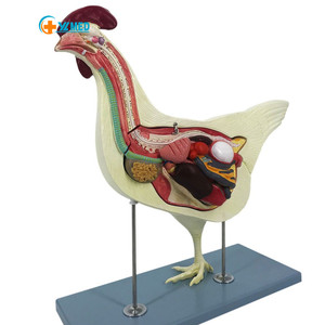 Mô hình giải phẫu gà giảng dạy y tế - Product Image 1