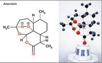 Artemisia annua graines extrait fabricant 50% poudre d'artémisinine
