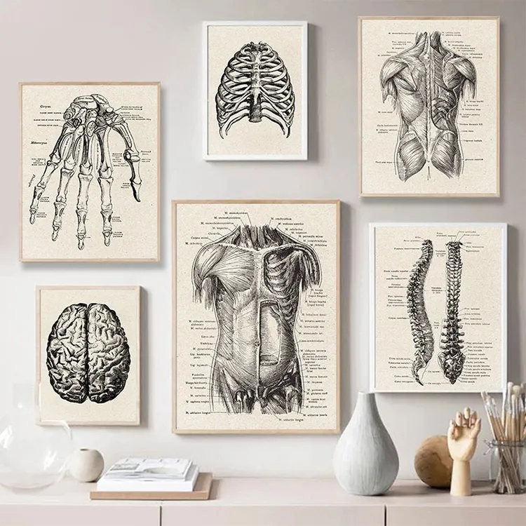 Quadro de arte de anatomia humana, imagem para parede médica, esqueleto muscular, vintage, poster nórdico, decoração moderna