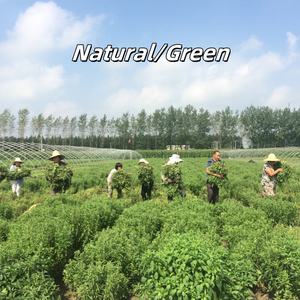 5011 تيان يي جو أوراق ستيفيا مجففة عالية الجودة للشاي - Product Image 4