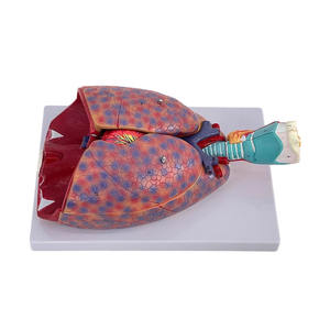 Modelo de Órganos Humanos para la Enseñanza de Biología, Modelo de Anatomía del Sistema Respiratorio y Cardiopulmonar Humano - Product Image 2