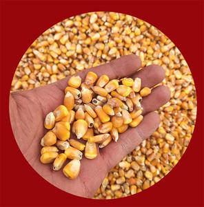 เครื่องปลอกข้าวโพดเครื่องปอกเปลือกและเครื่องนวดข้าวโพดแบบพกพาเชิงพาณิชย์ - Product Image 4