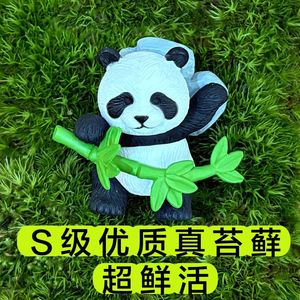 Miniatura de Paisaje de Musgo Panda, Regalo Creativo, Decoración de Escritorio, Jardín Privado en Botella Ecológica, Planta Verde de Oficina, Planta Pequeña en Maceta, Producto Terminado - Product Image 4