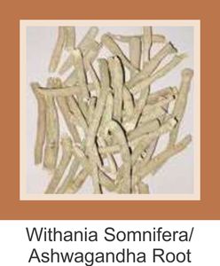 Raíces de Ashwagandha (Withania Somnifera) de la Mejor Calidad, Primera Clase para Compra al por Mayor - Product Image 2