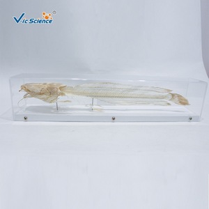 Especímen de esqueleto anatómico de bagre, espelemaquita completa de pez de agua dulce, material didáctico para la educación en biología y - Product Image 3