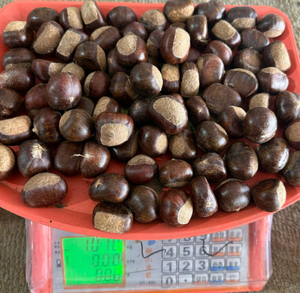 Castañas Naturales Crudas a Granel, Suministro de Dandong Tai'an, Castañas Chinas <span class=keywords><strong>Castanea</strong></span> para Guisos, Rellenos y Asados - Product Image 2