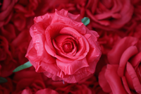 Mur floral artificiel de roses rouges, panneau de fleurs en coton carré 3D réutilisable, toile de fond pour mariage, fête, photomaton