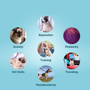 Poudre anti-<span class=keywords><strong>anxiété</strong></span> pour chiens, service tout-en-un, réduit l'<span class=keywords><strong>anxiété</strong></span> <span class=keywords><strong>de</strong></span> <span class=keywords><strong>séparation</strong></span> avec <span class=keywords><strong>de</strong></span> la vitamine B6, 40 doseurs, échantillon gratuit - Product Image 3