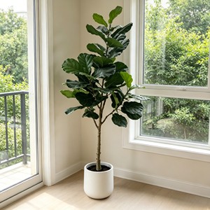 180cm Pitted white basin Fiddle-leaf fig– Eco-Friendly Plant for Wedding & Event Decoration - Product Image 5