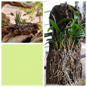 Corteza de champán de <span class=keywords><strong>corcho</strong></span> virgen natural se utiliza para acuario pecera paisajismo paisaje/reptil <span class=keywords><strong>caja</strong></span> decoración hábitat y refugio - Product Image 3