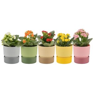 Ixora 9ถาดกระถางดอกไม้พลาสติกรีไซเคิลที่ทันสมัยสำหรับตกแต่งในร่มและกลางแจ้งสวนระเบียงลานบ้าน - Product Image 6