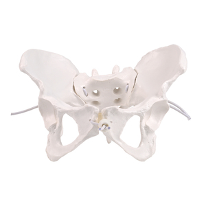 PNATOMY PNT-T112a modèle anatomique de bassin féminin grandeur nature (plastique détachable) affiche les os pelviens coccyx symphyse pubienne - Product Image 1