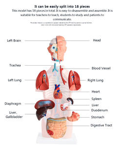 A1047 PVC 42cm 18 pièces Modèle de torse anatomique <span class=keywords><strong>asexué</strong></span> pour la science médicale Modèle anatomique réaliste du corps <span class=keywords><strong>humain</strong></span> - Product Image 3