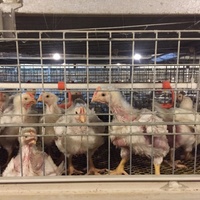 Nouvelle conception, prix plus bas, taille personnalisée, cage d'élevage de poulets de chair entièrement automatique, équipement d'élevage avicole à vendre