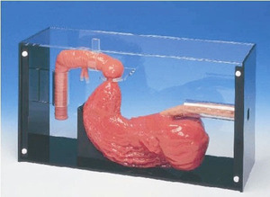 Duodenoskop ERCP Tıbbi Eğitim Modeli Gastrointestinal Anatomi Simülatörü Öğretim İçin ADA BIX-LV43 Tıp Bilimi - Product Image 3