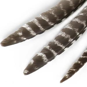 Plumes d'aile de dinde pour décoration (pas de taches, de coupures, de pièces manquantes) - Product Image 3