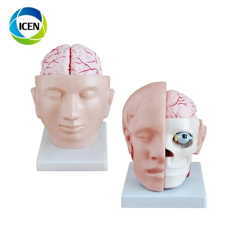 TRONG-305 mô phỏng y tế khoa học mô hình đầu 3D bộ não con người mô hình giải phẫu với động mạch