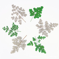 Bunga Corydalis Kering, Ditekan, Tanpa Pewarna, Dikemas Vakum untuk Seni Kuku, Riasan & Kerajinan Resin, Spesimen Botani Alami