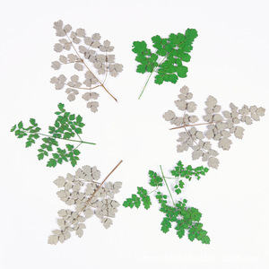 <span class=keywords><strong>Flores</strong></span> de <span class=keywords><strong>Corydalis</strong></span> Secas y Prensadas, Sin Teñir, Envasadas al Vacío para Arte de Uñas, Maquillaje y Manualidades con Resina, Especímenes Botánicos Naturales - Product Image 2