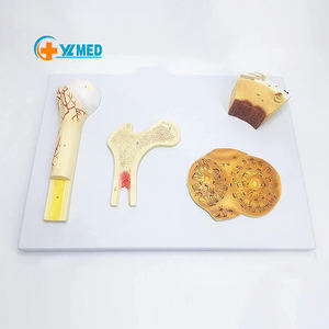 Ciencia y tecnología médica modelo de estructura ósea humana hueso esponjoso denso cartílago perióstico recursos de enseñanza - Product Image 1