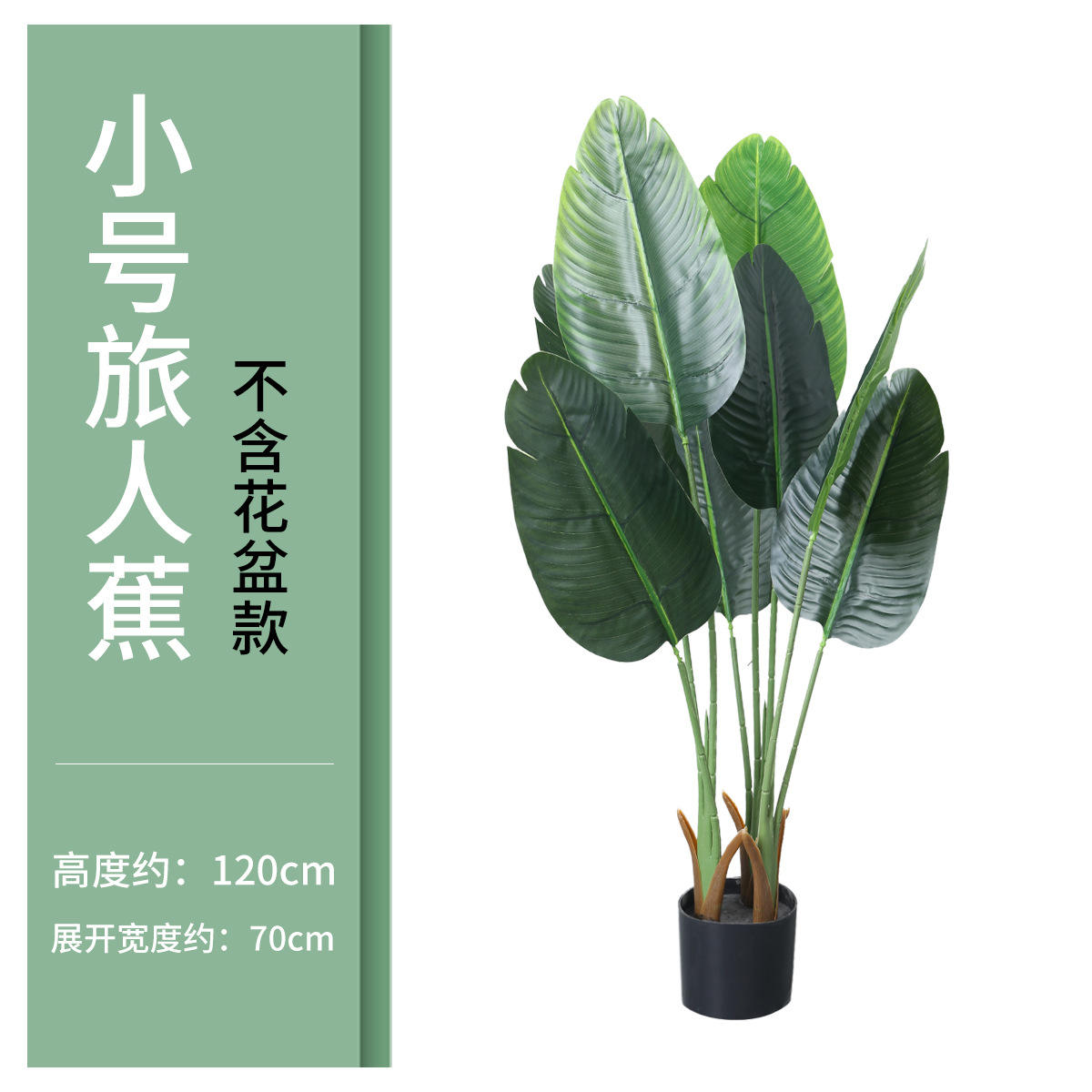 1.2 m-voyageur banane petite taille bonsaï