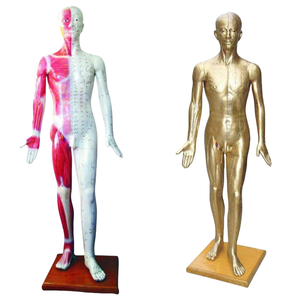 Modelo de Acupuntura de Cobre ADA Deluxe de 178 cm, ADA-501/ADA-501A, Material de PVC, Shanghái, para Entrenamiento de Estudiantes de Ciencias Médicas - Product Image 1