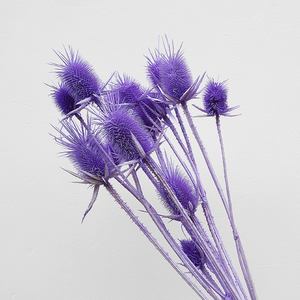 Yunnan Usine Pas Cher Fleur Séchée Fleurs Artificielles <span class=keywords><strong>Chardon</strong></span> pour Mariage - Product Image 6