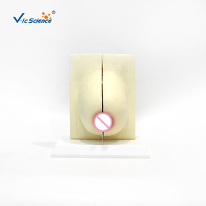 แบบจำลองเต้านมสำหรับการให้นมบุตร, แบบจำลองทางกายวิภาคสำหรับการเรียนการสอนทางการแพทย์, แบบจำลองโครงสร้างหน้าอกของผู้หญิงมนุษย์ - Product Image 2