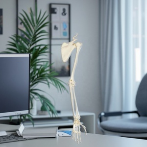 Modelo de mano de esqueleto de PVC de tamaño real con <span class=keywords><strong>ulna</strong></span> y radio para la educación anatómica humana en ciencias médicas - Product Image 1