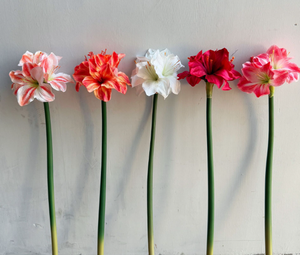 Offre Spéciale Fleurs Artificielles <span class=keywords><strong>Amaryllis</strong></span> Soie Toucher Réel Clivia 4 Têtes Décoration Maison - Product Image 2