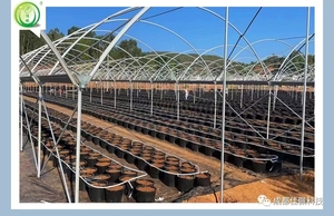Serre de plantation multi-voûtes en film plastique pour la culture de raisin et de myrtilles, tunnel de culture, abri contre la pluie - Product Image 3