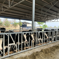 Barra de Alimentación Ajustable para Ganado, Barra de Elevación para Vacas, Maquinaria Moderna para Granjas Ganaderas