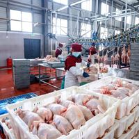Usine d'abattage de volailles complète de A à Z, certifiée CE ISO, 1000-2000BPH, en acier inoxydable SUS304, solution clé en main, homologuée Halal