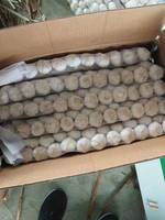 Prêt à Expédier de Haute Qualité de 5.0 à 6.0 et plus Ail Blanc Frais de Chine Ail de Cuisson Biologique Direct à Vendre