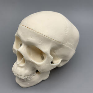 लघु खोपड़ी मॉडल; चिकित्सा शारीरिक खोपड़ी मॉडल; सफेद शारीरिक सिर हड्डी मॉडल - Product Image 4